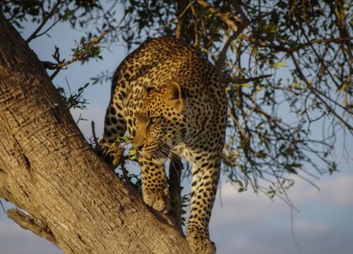 03 DAYS TANZANIA WILDLIFE TOUR  SAFARI