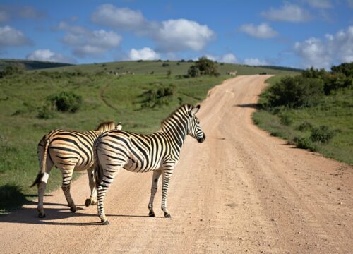 04 DAYS KENYA BUDGET SAFARI