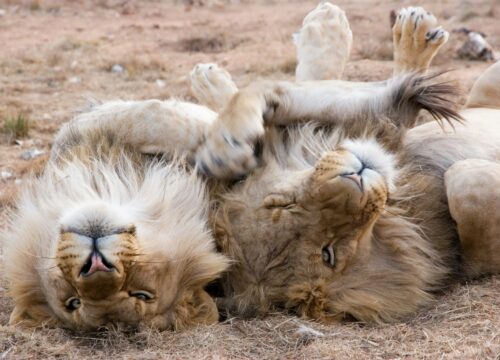 06 Days Kenya Private Safari – Tailored African Adventure