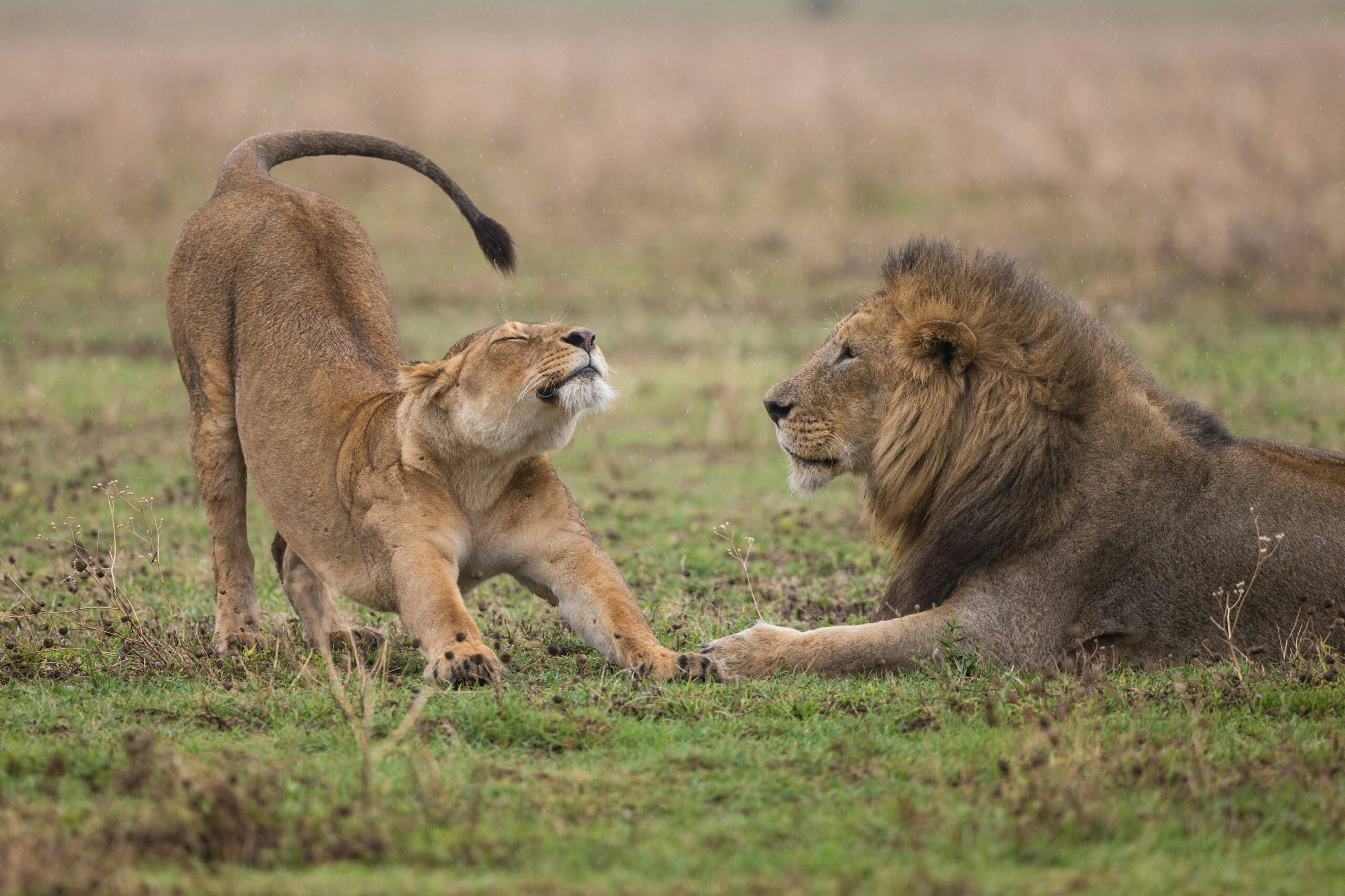 08 DAYS KENYA TANZANIA PRIVATE SAFARI