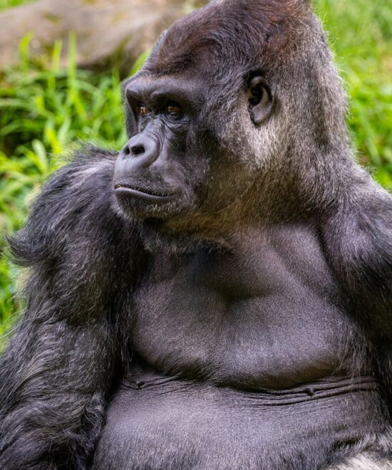 3 DAYS GORILLA TREKKING IN UGANDA AT BWINDI FOREST