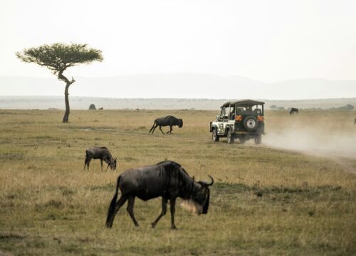 MAGICAL 8 DAYS KENYA BUDGET GROUP JOINING SAFARI