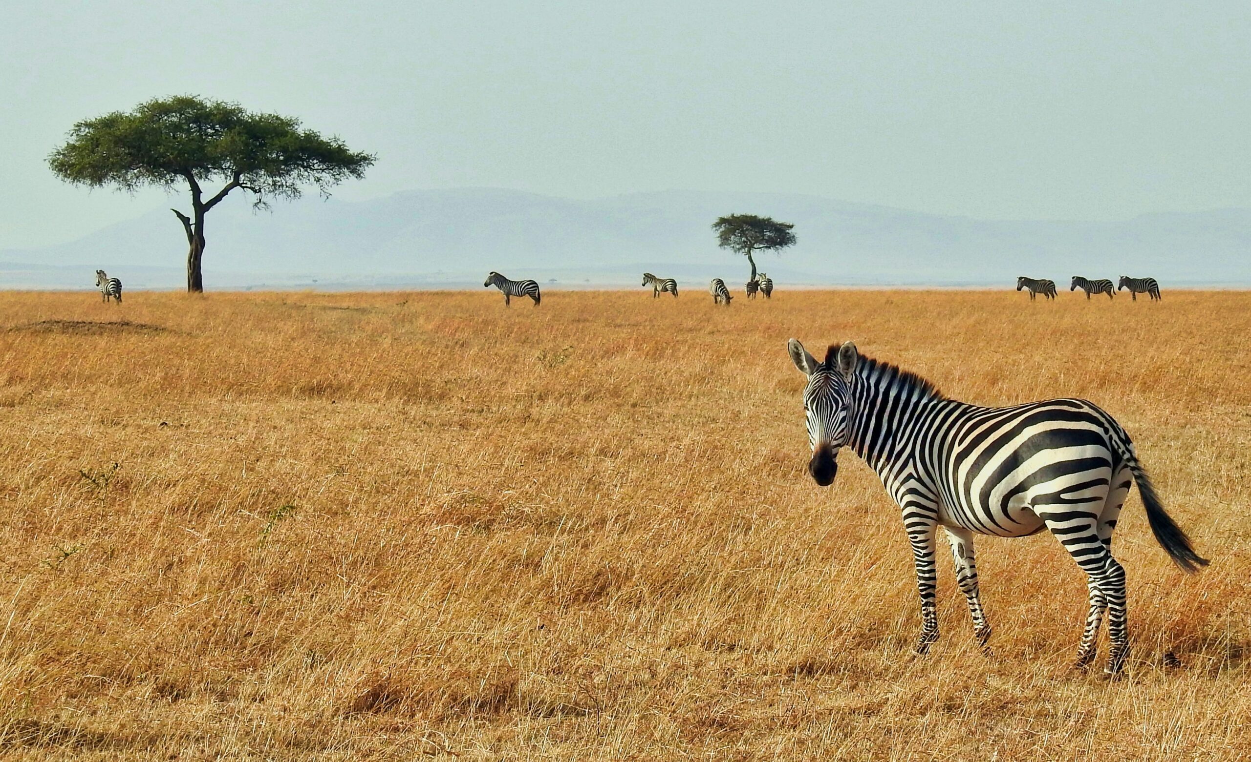 03 DAYS KENYA BUDGET SAFARI