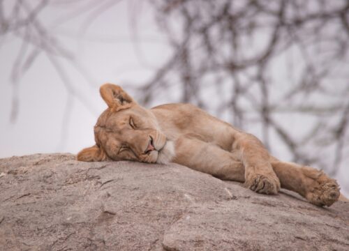 TSAVO WEST  & TSAVO EAST