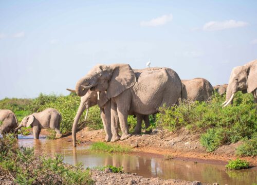 03 DAYS SAFARI AMBOSELI NATIONAL PARK