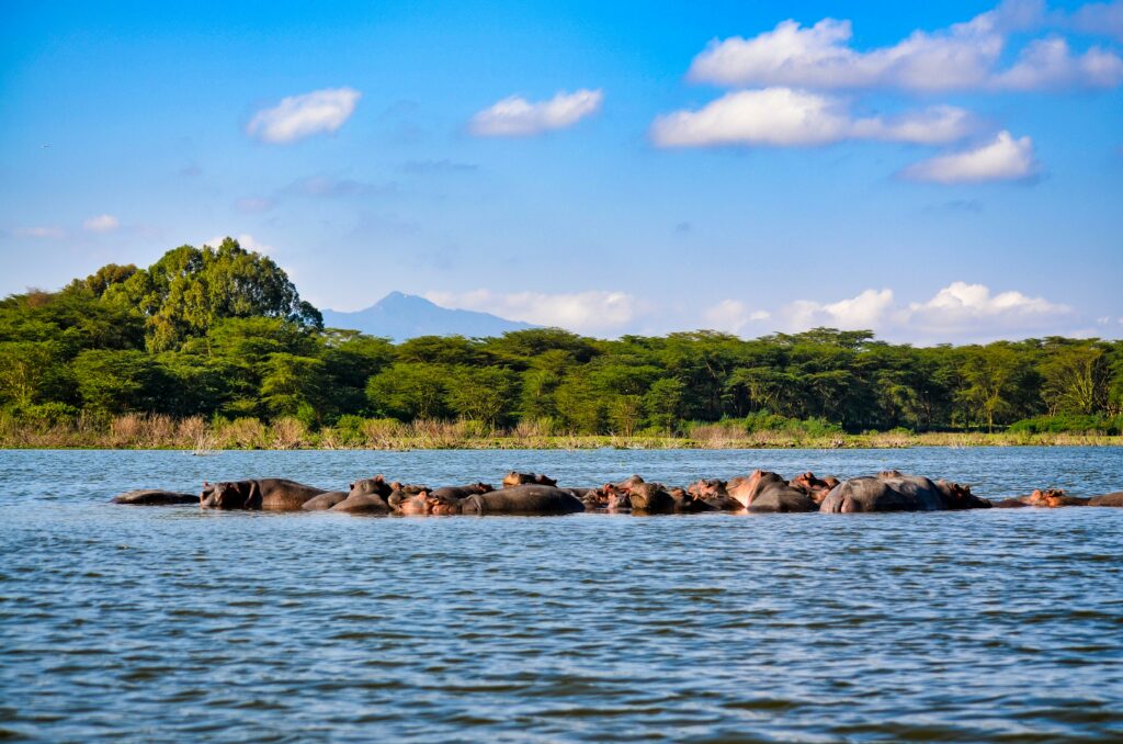 Best Kenya Safaris
