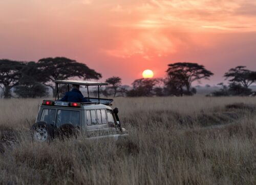 7 DAYS PRIVATE KENYA TANZANIA SAFARI