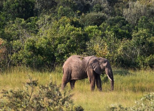 06 DAYS BEST TANZANIA SAFARI